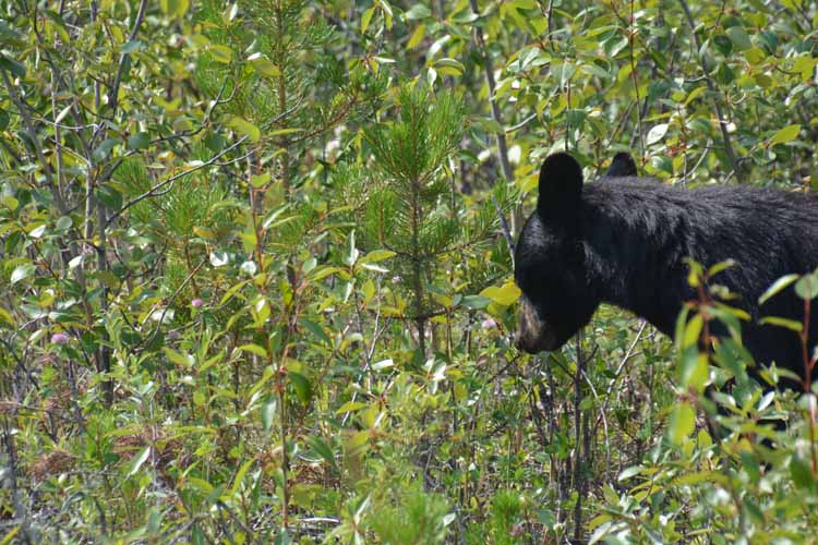 black bear